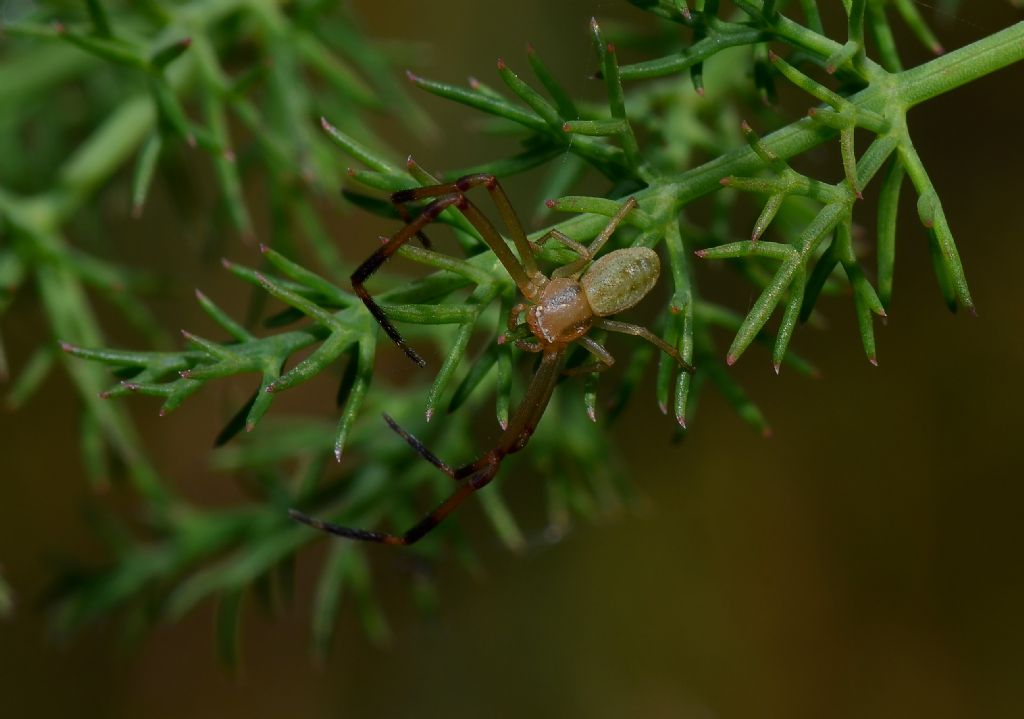 Thomisidae: Runcinia grammica, maschio  - Grosseto